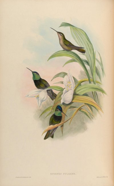 Eugenes fulgens door John Gould